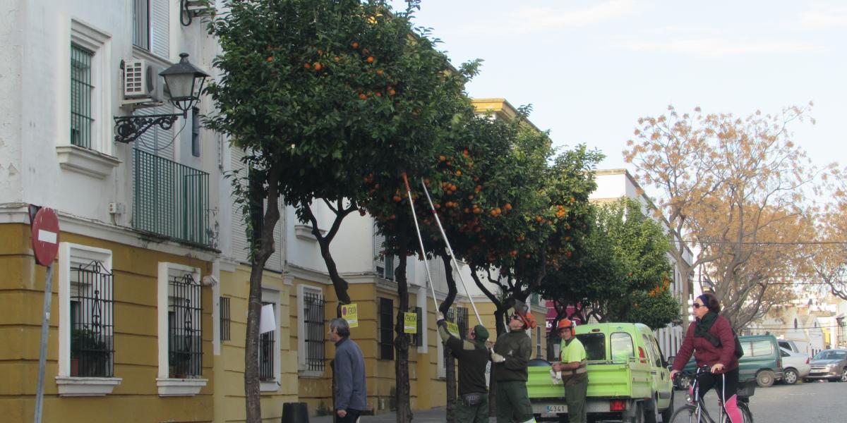 Recogida de naranjas