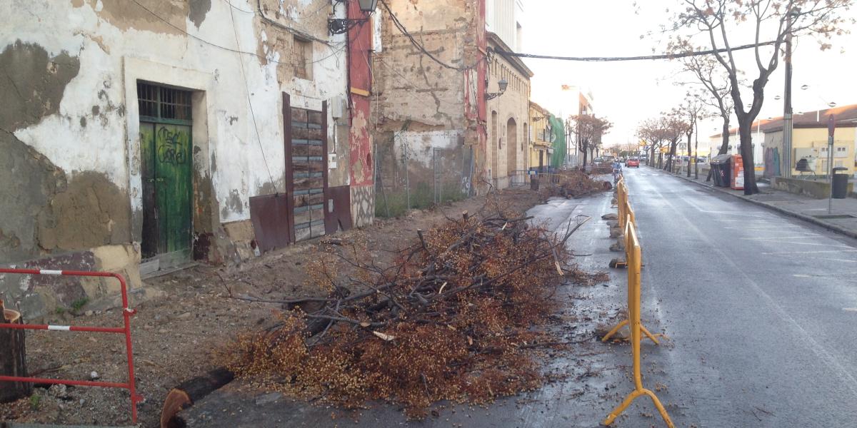 Tala de árboles en Bajamar