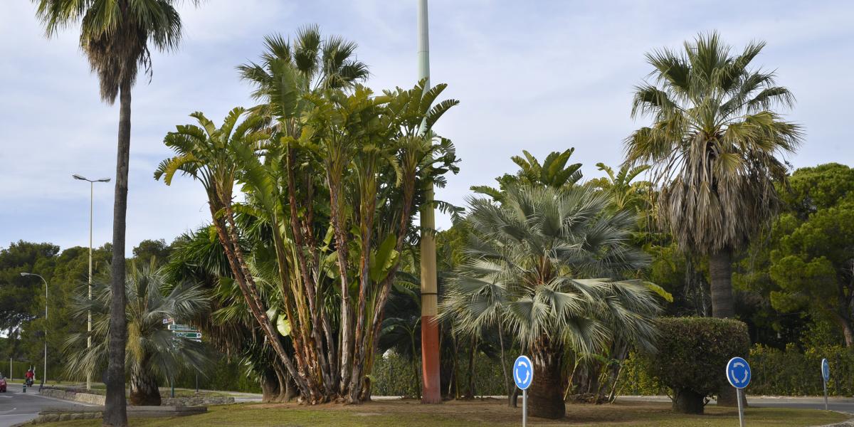 Rotonda de Vistahermosa