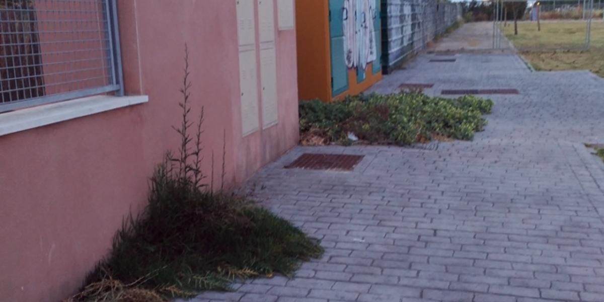 Una mata de hierbas en la acera.