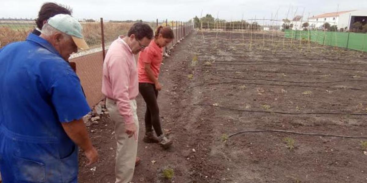 Jesús González con agricultores del Poblado de Doña Blanca en parcelas donde se podría cultivar arroz.