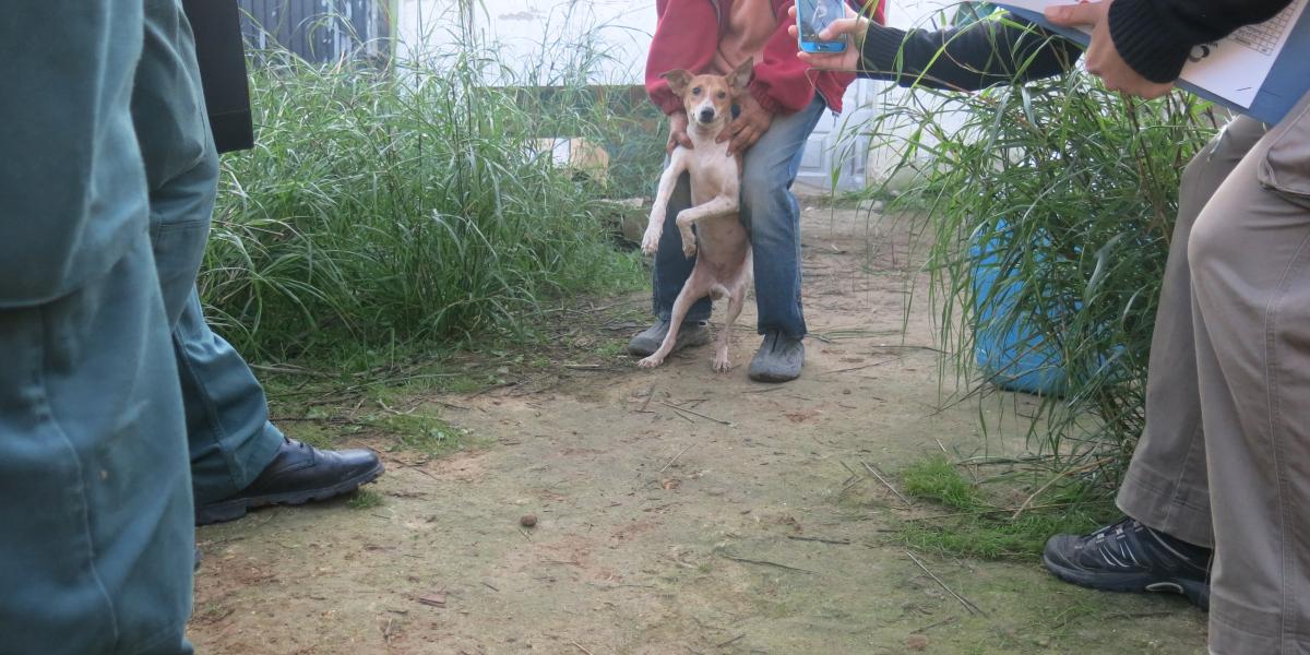 Perros retirados de una finca.