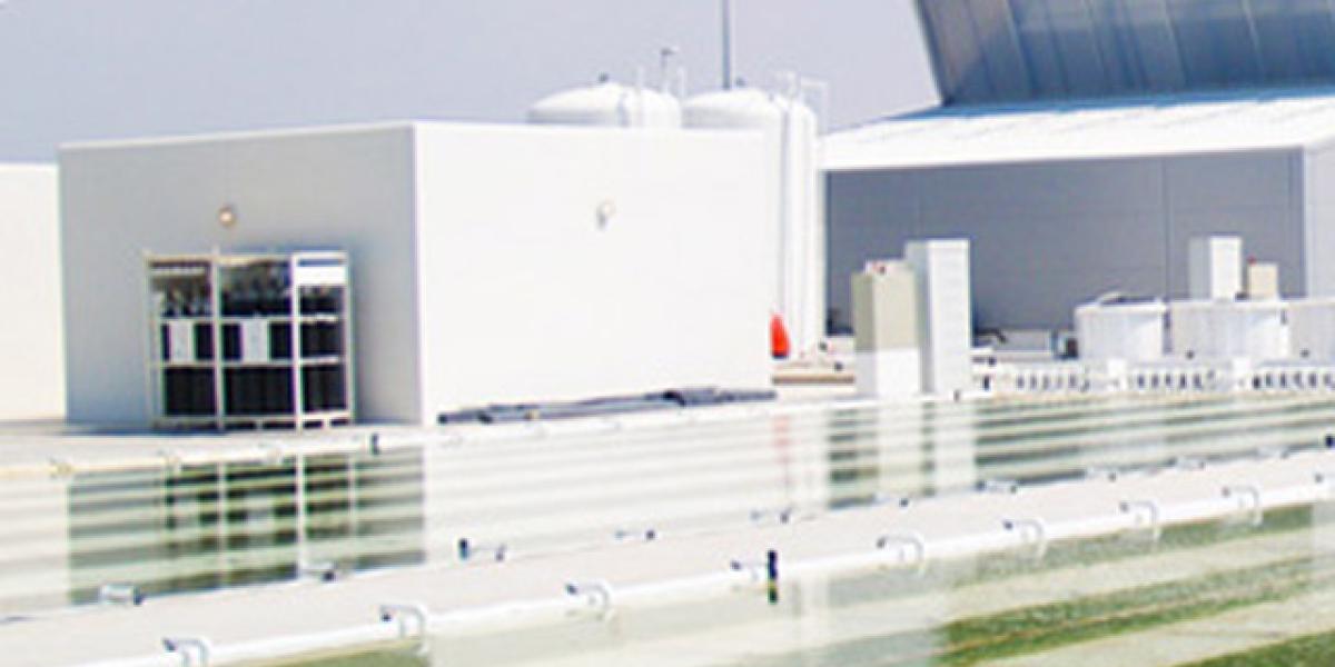Microalgas marinas.